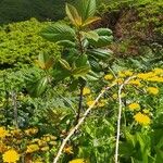 Frangula azorica Likasa
