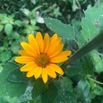 Heliopsis helianthoidesFlower