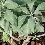 Salvia apiana Blatt