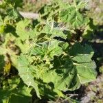 Solanum viarum Feuille