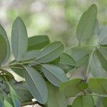 Dalbergia retusa Leaf