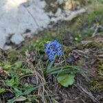 Hyacinthoides italica Flor
