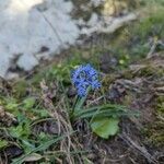 Hyacinthoides italica Flors