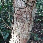 Landolphia jumellei Corteza