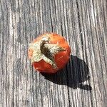 Solanum pseudocapsicum Frucht