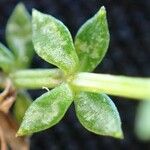 Galium saxatile Leaf