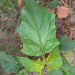 Datura stramoniumLeaf