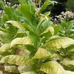 Nicotiana tabacum Blad