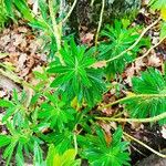 Euphorbia hyberna পাতা