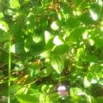 Saponaria ocymoides 葉