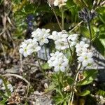 Androsace obtusifolia Fula
