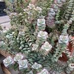 Crassula perforata Fulla