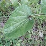 Aristolochia rotunda Folla