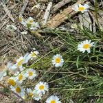 Leucanthemum graminifolium Цвят