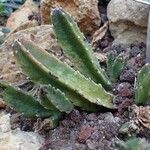 Stapelia gigantea Celota