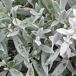 Cerastium tomentosum Leaf