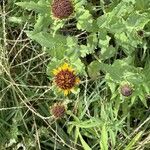 Helianthus ciliaris Flower