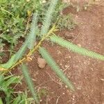 Chamaecrista mimosoides Hoja