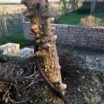 Zanthoxylum clava-herculis Corteza