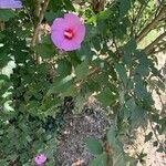 Hibiscus syriacus ഇല