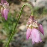 Allium narcissiflorum Квітка