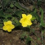 Adenocalymma bracteosum Flor