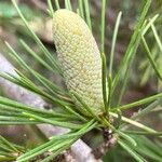 Cedrus deodaraLorea