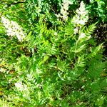 Sorbaria sorbifolia Natur