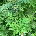 Pelargonium x asperum Leaf