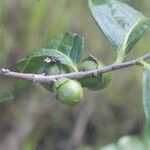 Diospyros acapulcensis Плод