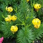 Lilium pyrenaicum Flower