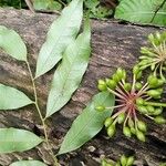 Guatteria dolichopoda Fruit