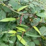 Persicaria longiseta Flor