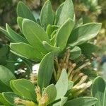 Kleinia neriifolia 葉