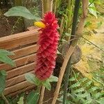 Costus barbatusFlower