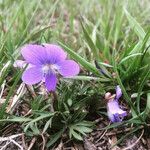 Viola pedatifida Plante entière