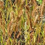 Setaria pumila অভ্যাস