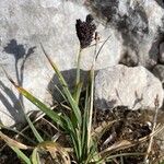 Carex parviflora Hábito