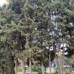 Cupressus arizonica Листок