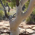 Eucalyptus camaldulensis Bark