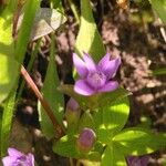 Gentianella campestris Цветок