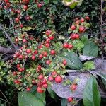 Cotoneaster nanshan Other