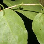 Coccoloba acapulcensis Leaf