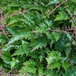 Astilbe simplicifolia Leaf