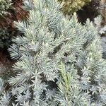 Juniperus squamata Fuelha