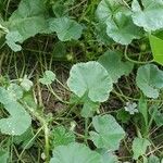 Malva pusilla Leaf