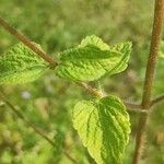 Ageratum conyzoides Лист