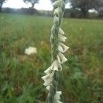 Spiranthes spiralisKvet