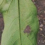 Ficus exasperata Leaf