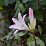 Amaryllis belladonnaFlower